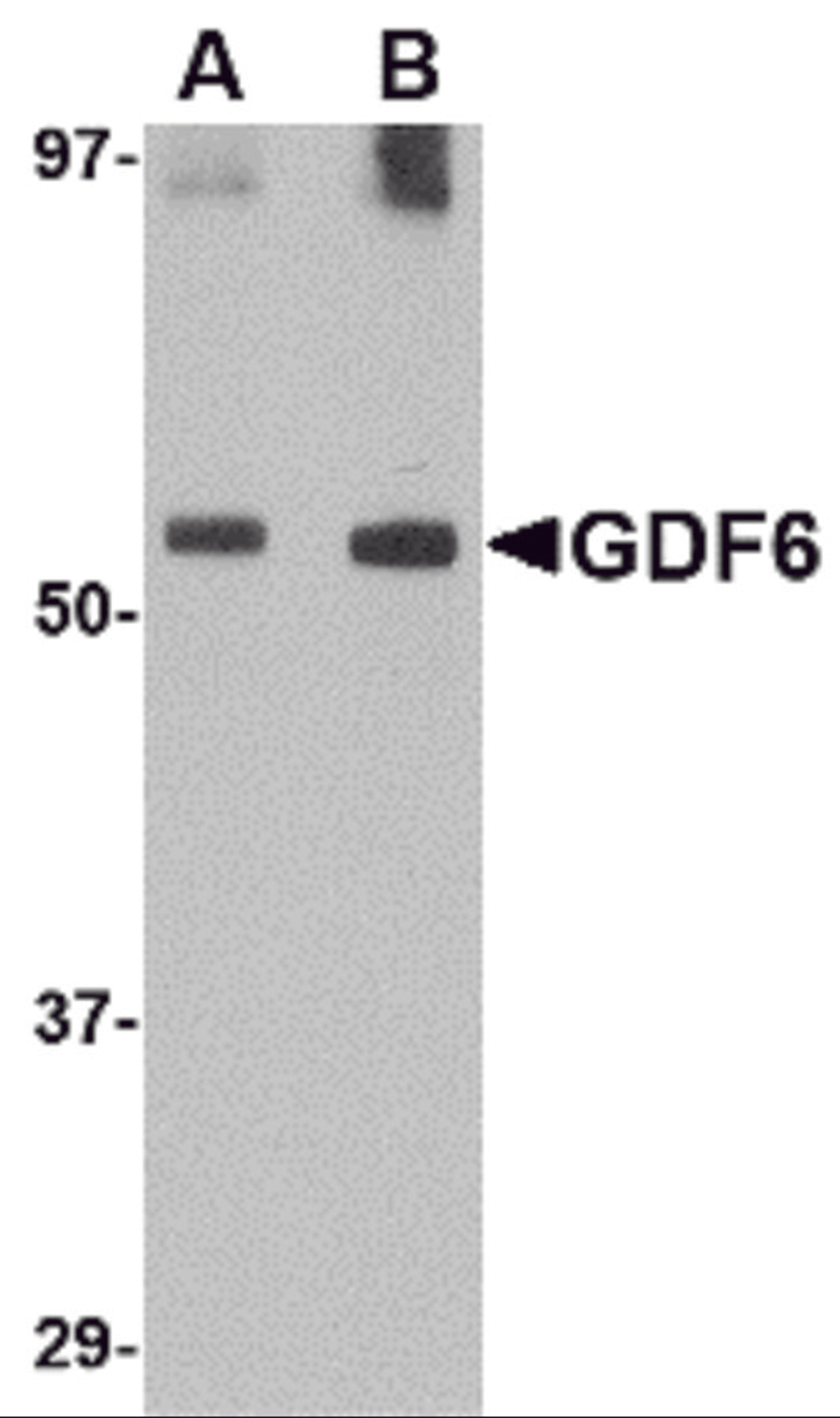 Western blot analysis of GDF6 in SK-N-SH lysate with GDF6 antibody at (A) 0.5 and (B) 1 μg/mL.