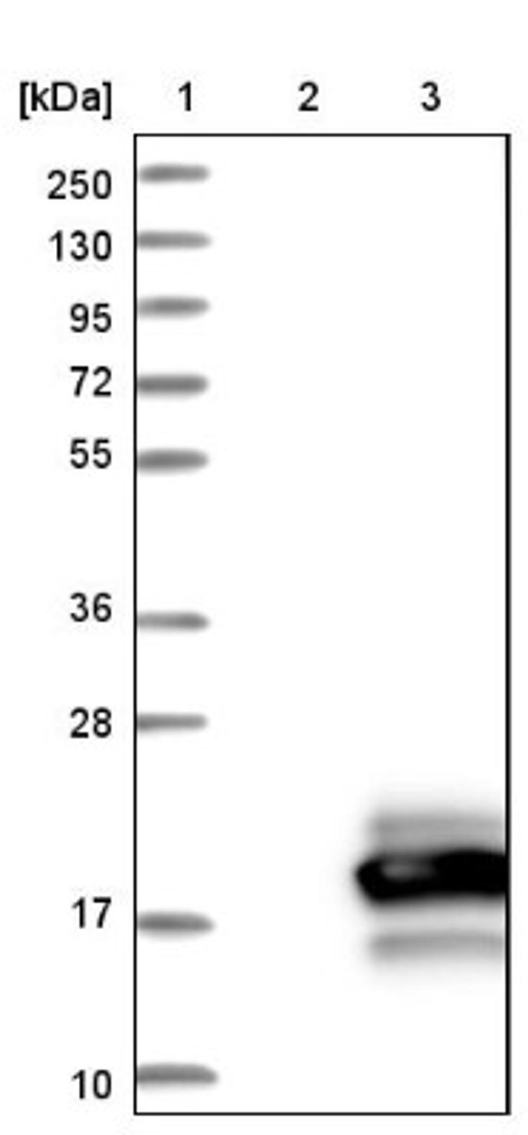 Western Blot: OTOR Antibody [NBP1-83912] - Lane 1: Marker [kDa] 250, 130, 95, 72, 55, 36, 28, 17, 10<br/>Lane 2: Negative control (vector only transfected HEK293T lysate)<br/>Lane 3: Over-expression lysate (Co-expressed with a C-terminal myc-DDK tag (~3.1 kDa) in mammalian HEK293T cells, LY412640)