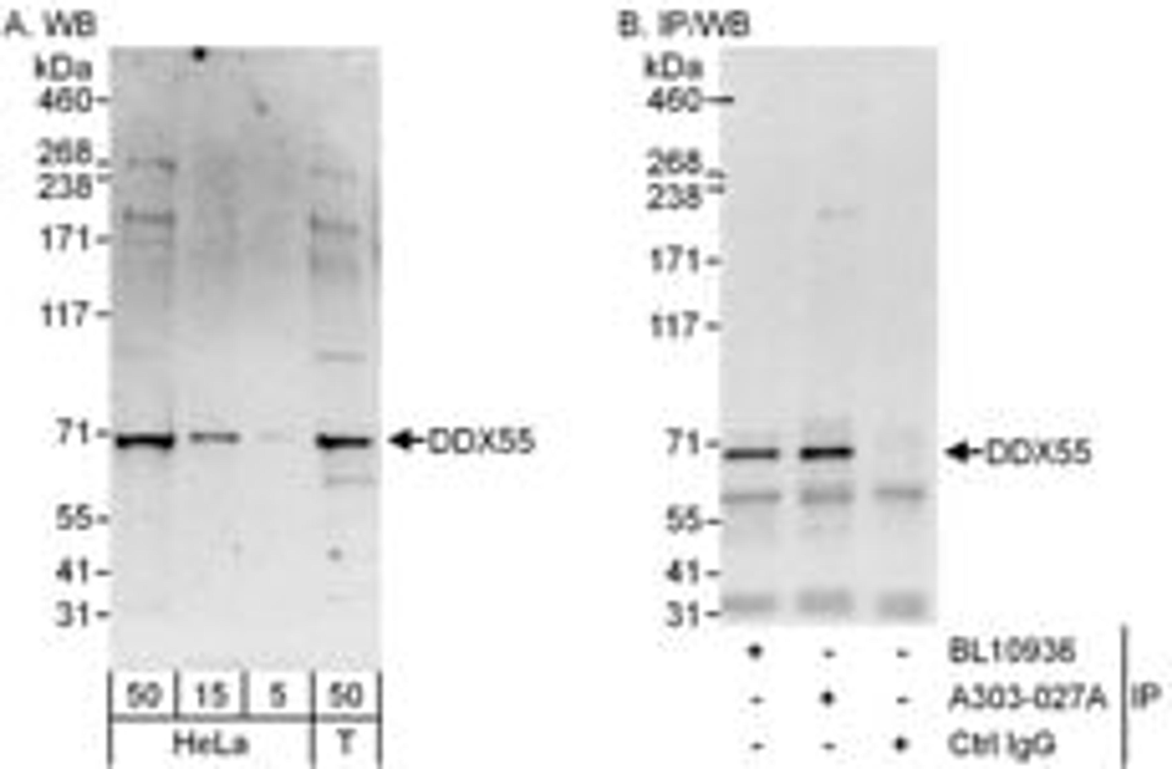 Detection of human DDX55 by western blot and immunoprecipitation.