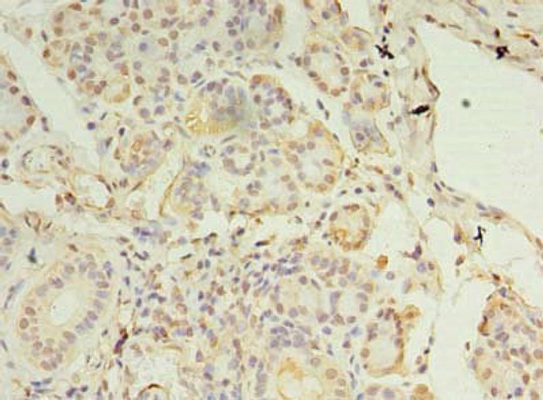Immunohistochemistry of paraffin-embedded human pancreatic tissue using CSB-PA873671LA01HU at dilution of 1:100