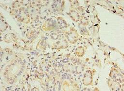 Immunohistochemistry of paraffin-embedded human pancreatic tissue using CSB-PA873671LA01HU at dilution of 1:100