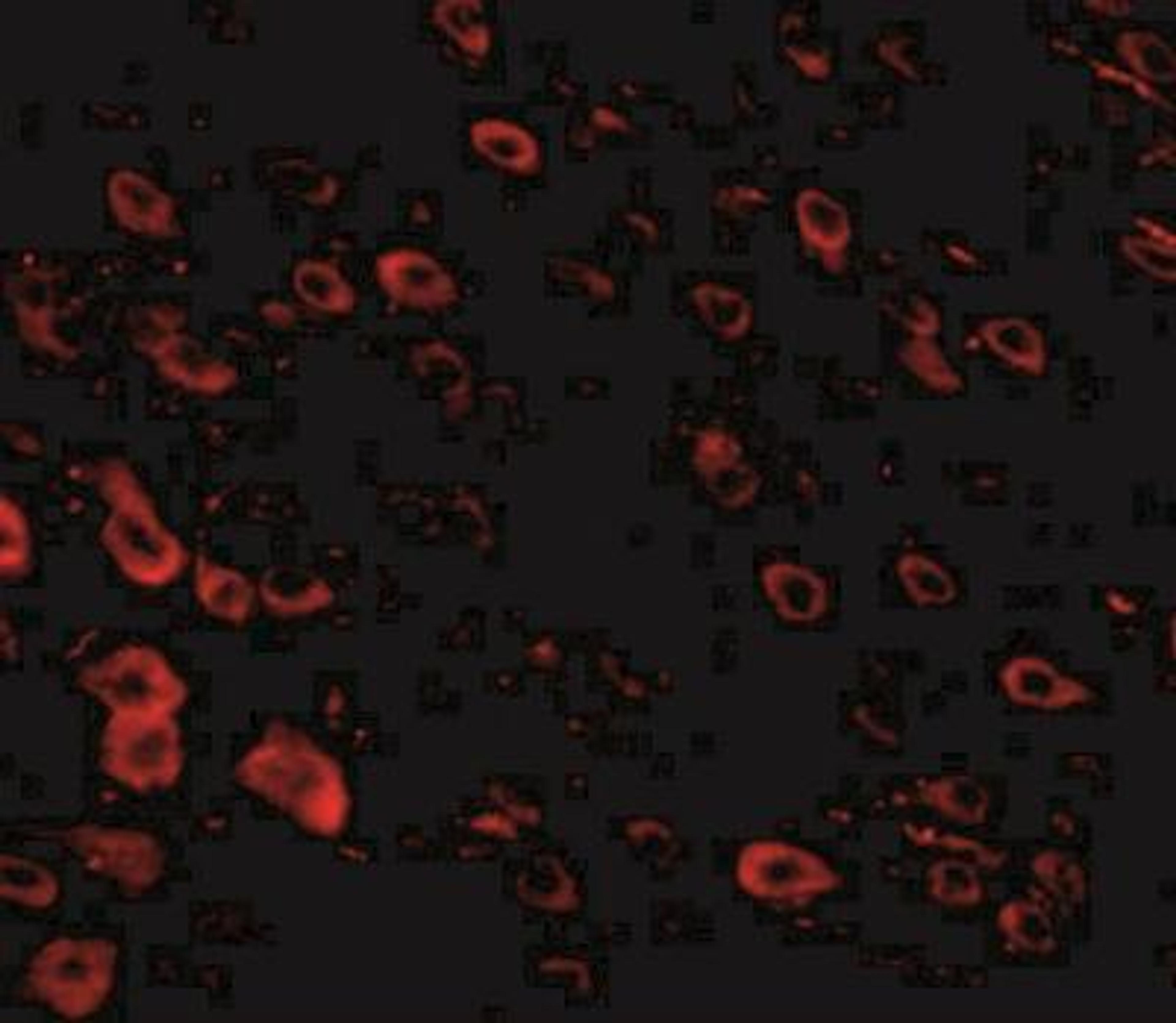 Immunofluorescence: SALM4/LRFN3 Antibody [NBP2-41098] - Mouse brain tissue with LRFN3 antibody at 20 ug/mL.