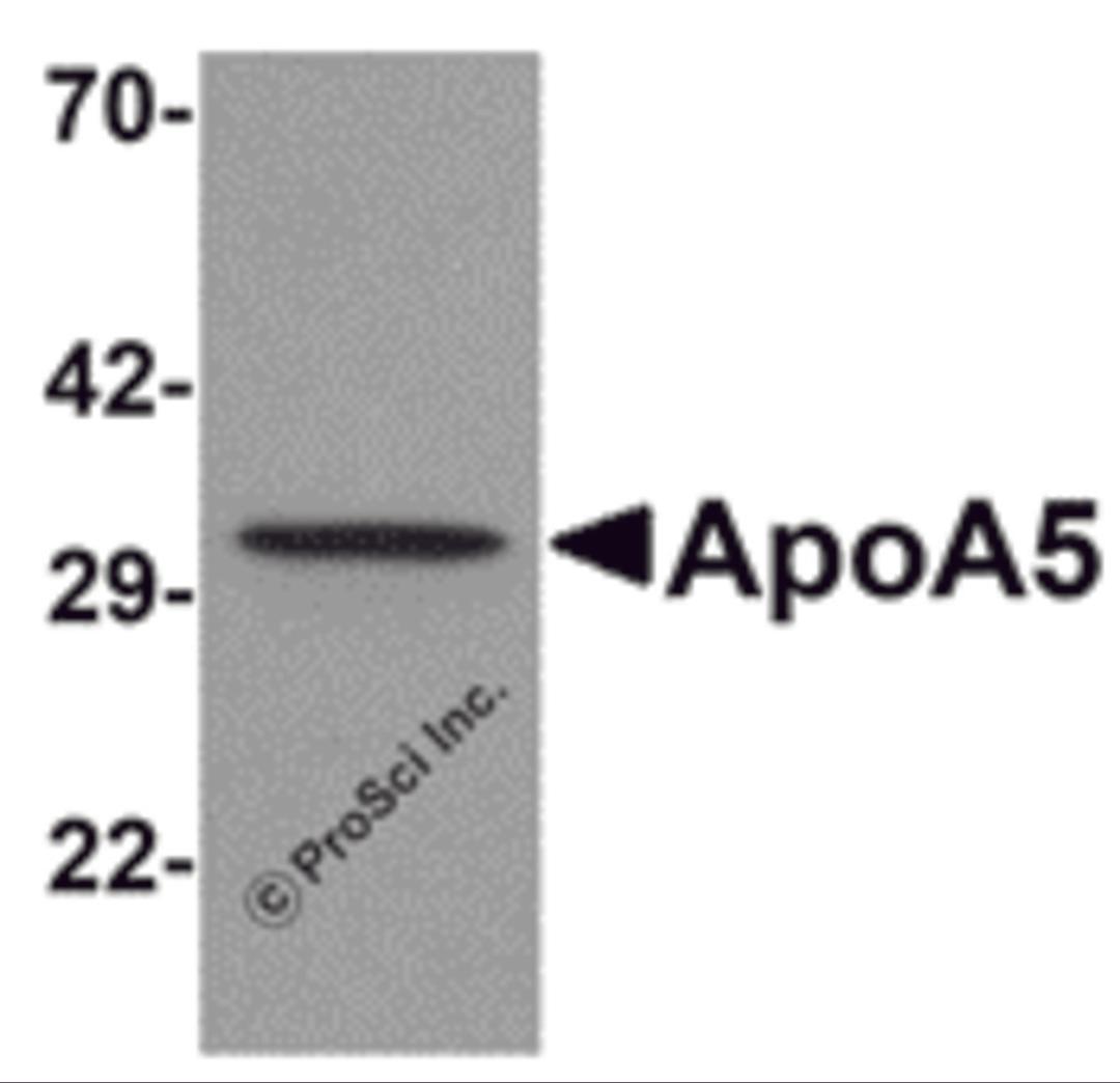 Western blot analysis of ApoA5 in human liver tissue lysate with ApoA5 antibody at 1 μg/mL .