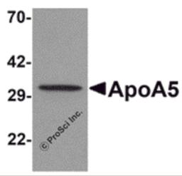 Western blot analysis of ApoA5 in human liver tissue lysate with ApoA5 antibody at 1 μg/mL .