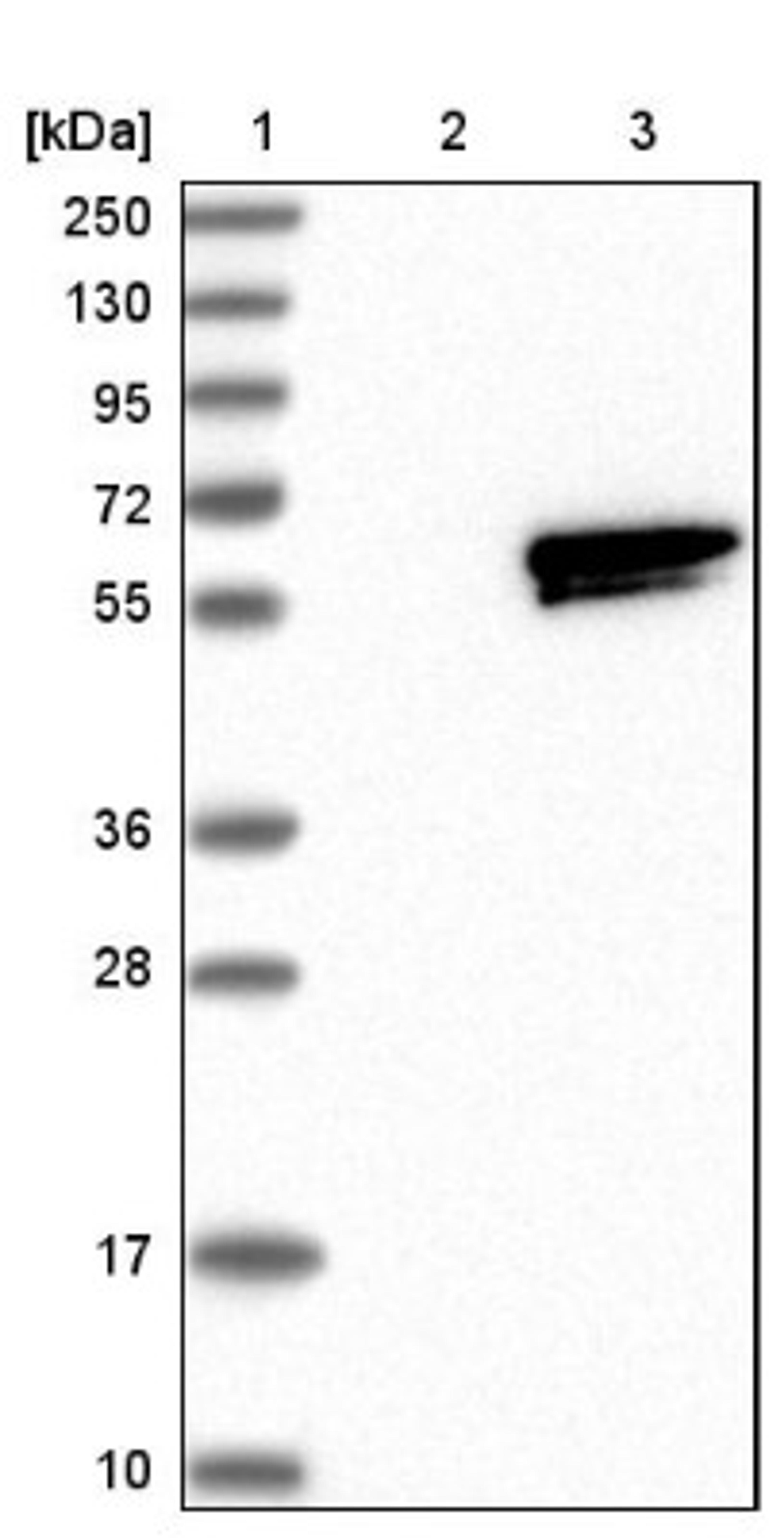 Western Blot: RASGEF1A Antibody [NBP1-85670] - Lane 1: Marker [kDa] 250, 130, 95, 72, 55, 36, 28, 17, 10<br/>Lane 2: Negative control (vector only transfected HEK293T lysate)<br/>Lane 3: Over-expression lysate (Co-expressed with a C-terminal myc-DDK tag (~3.1 kDa) in mammalian HEK293T cells, LY407960)