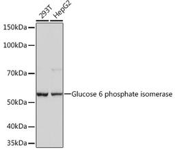 Western blot - Glucose 6 phosphate isomerase Rabbit mAb (A4401)