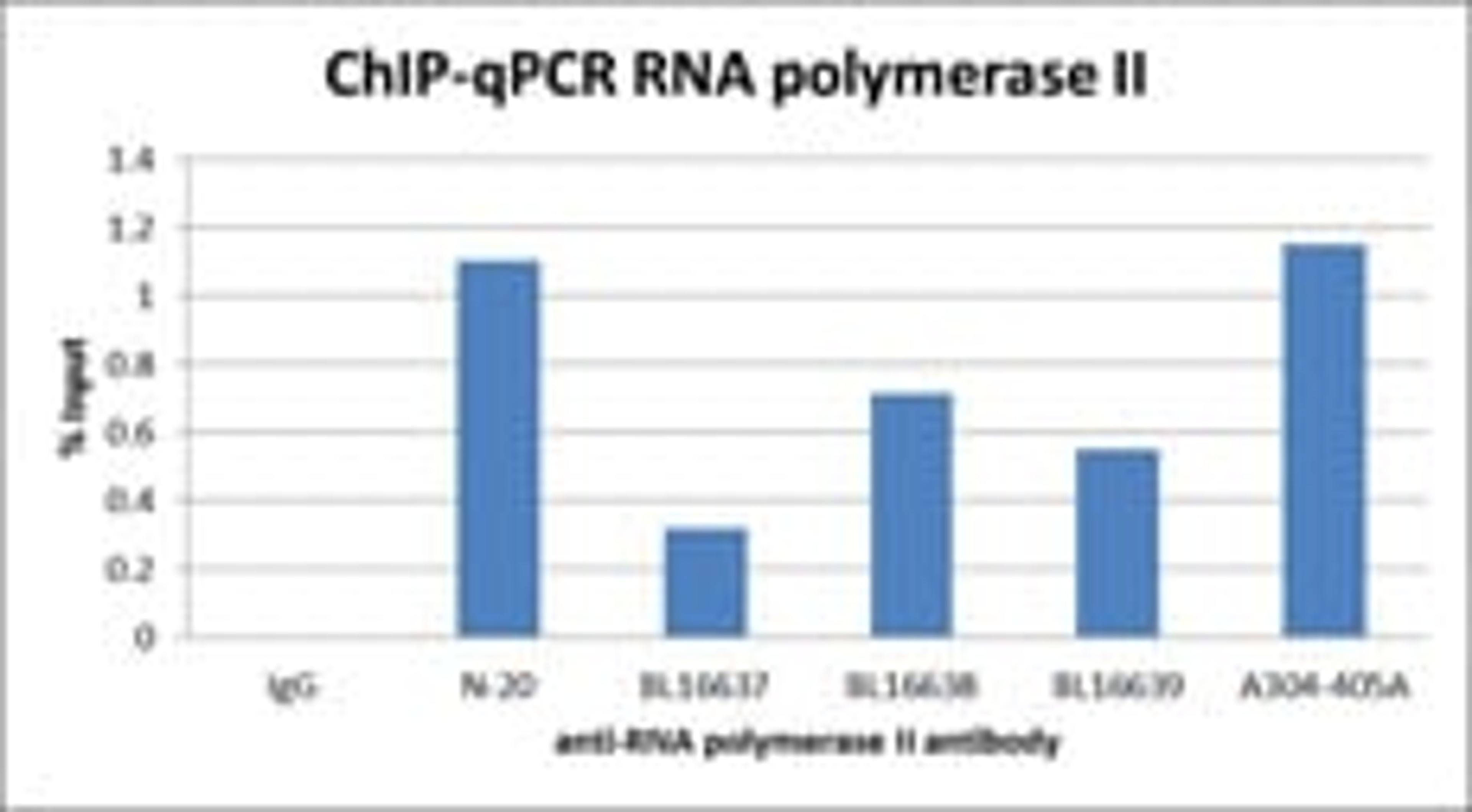 Binding at pause site of the Jun B gene.