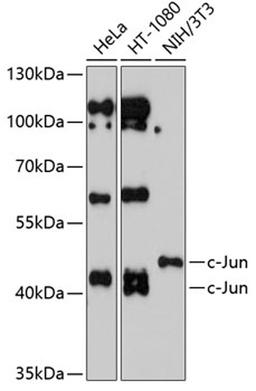 Western blot - c-Jun antibody (A0246)