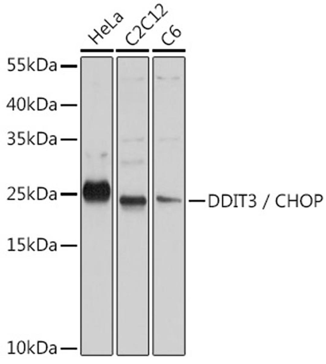 Western blot - DDIT3 / CHOP antibody (A0221)