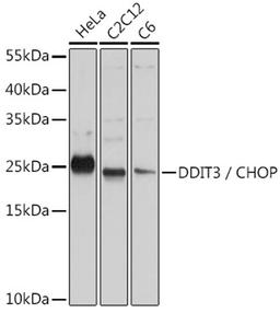 Western blot - DDIT3 / CHOP antibody (A0221)