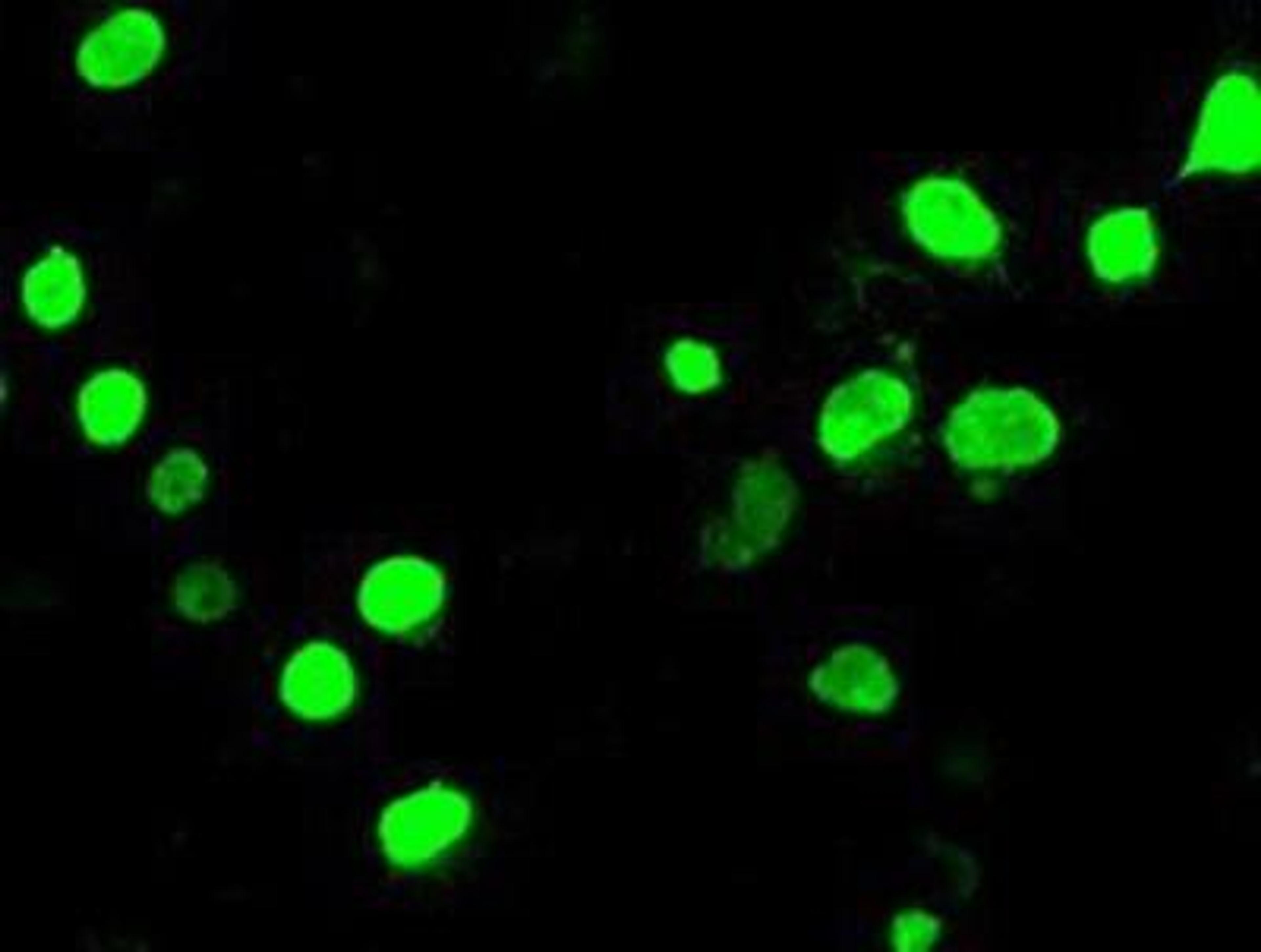 Immunocytochemistry/Immunofluorescence: Neurogenin-3 Antibody (3B5) [NBP1-47878] - Neurogenin3 Immunofluorescent staining of HeLa cells transiently transfected by pCMV6-ENTRY Neurogenin-3.