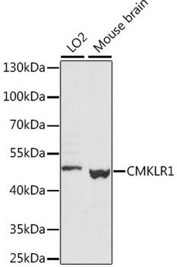 Western blot - CMKLR1 antibody (A15237)