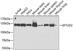 Western blot - EFTUD2 antibody (A7040)