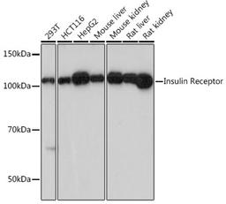 Western blot - Insulin Receptor antibody (A19067)