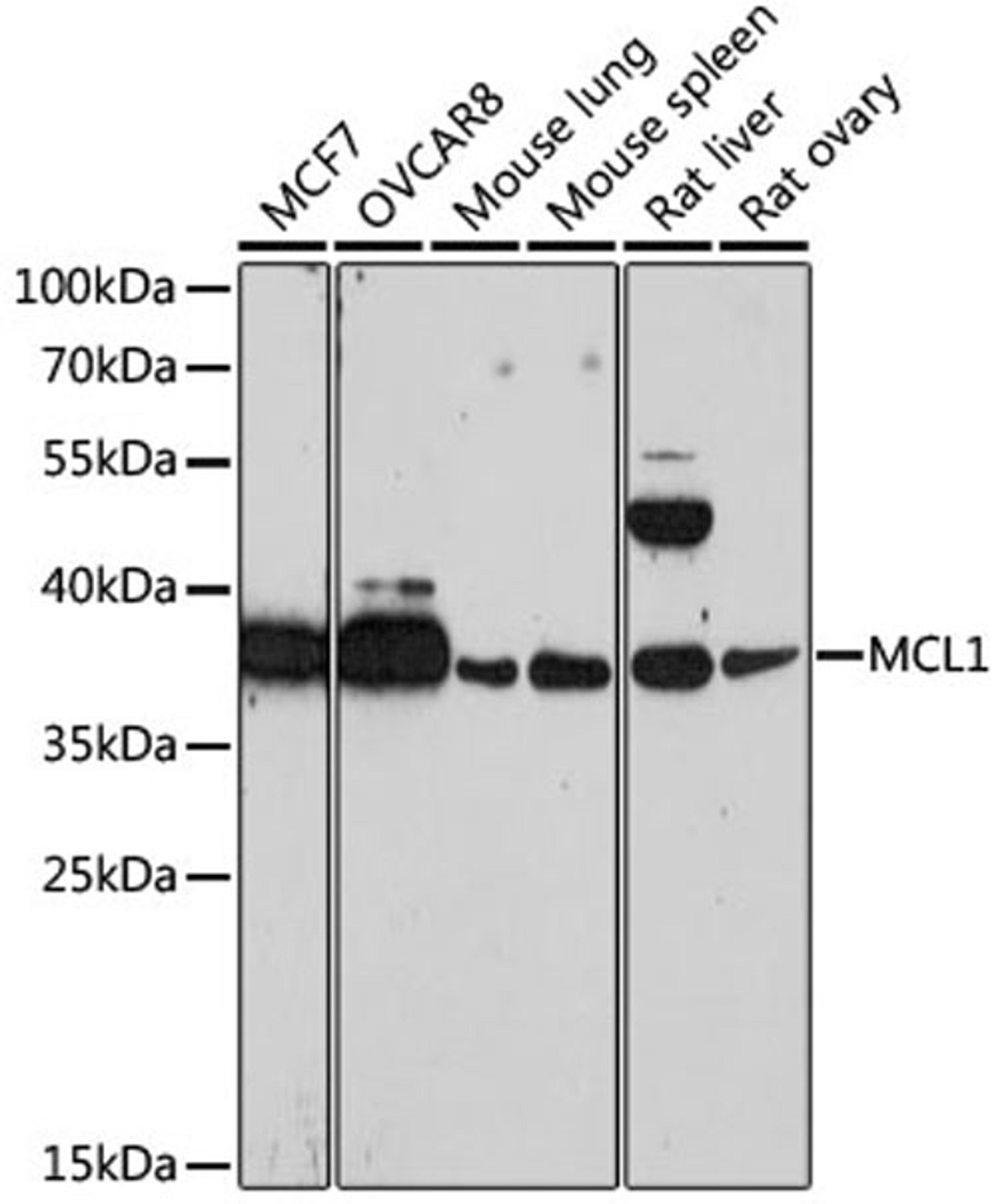 Western blot - MCL1 antibody (A0434)