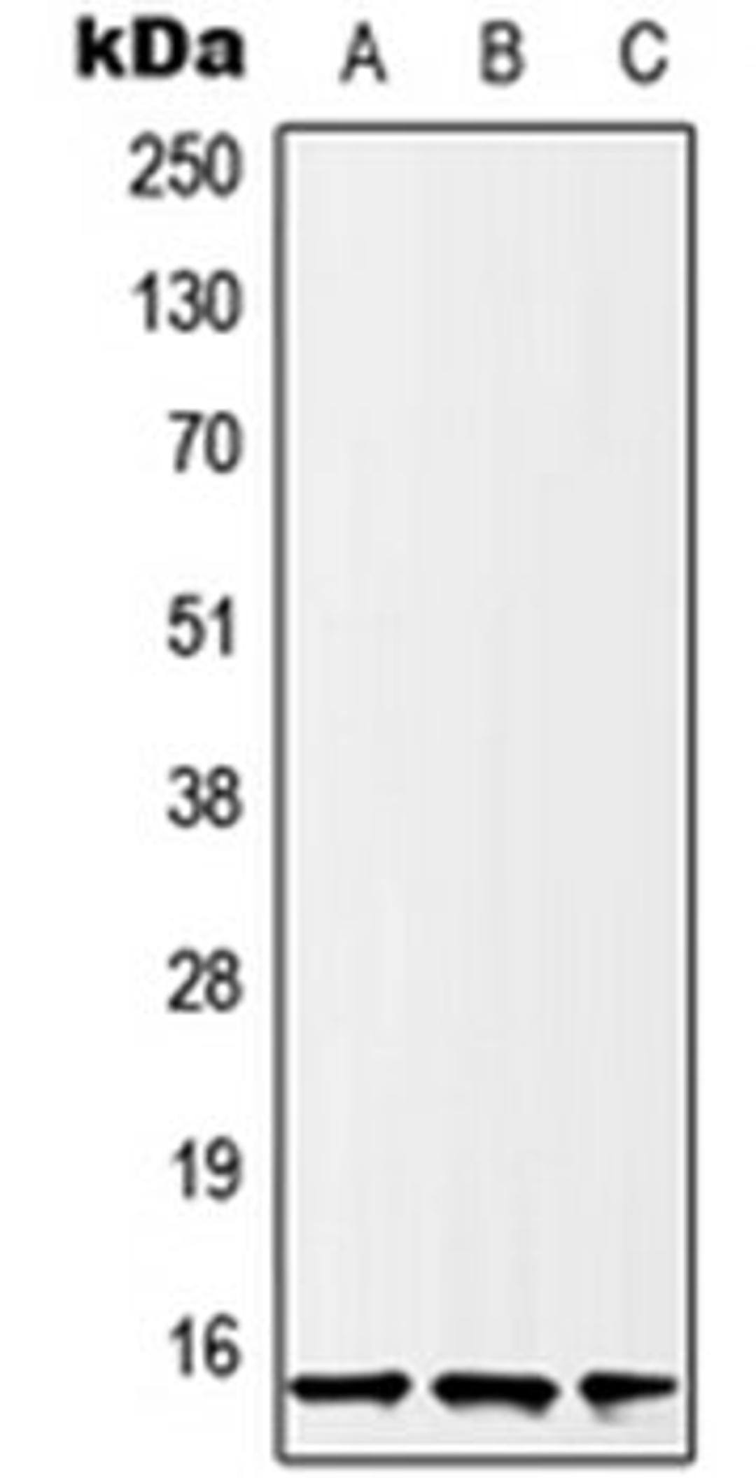 Western blot analysis of U2OS (Lane 1), HeLa (Lane 2), A431 (Lane 3) whole cell lysates using H2BFS antibody