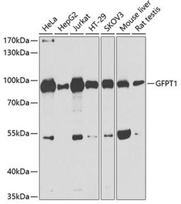 Western blot - GFPT1 antibody (A3882)