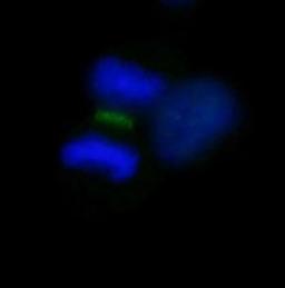 Detection of human INCENP by immunocytochemistry.