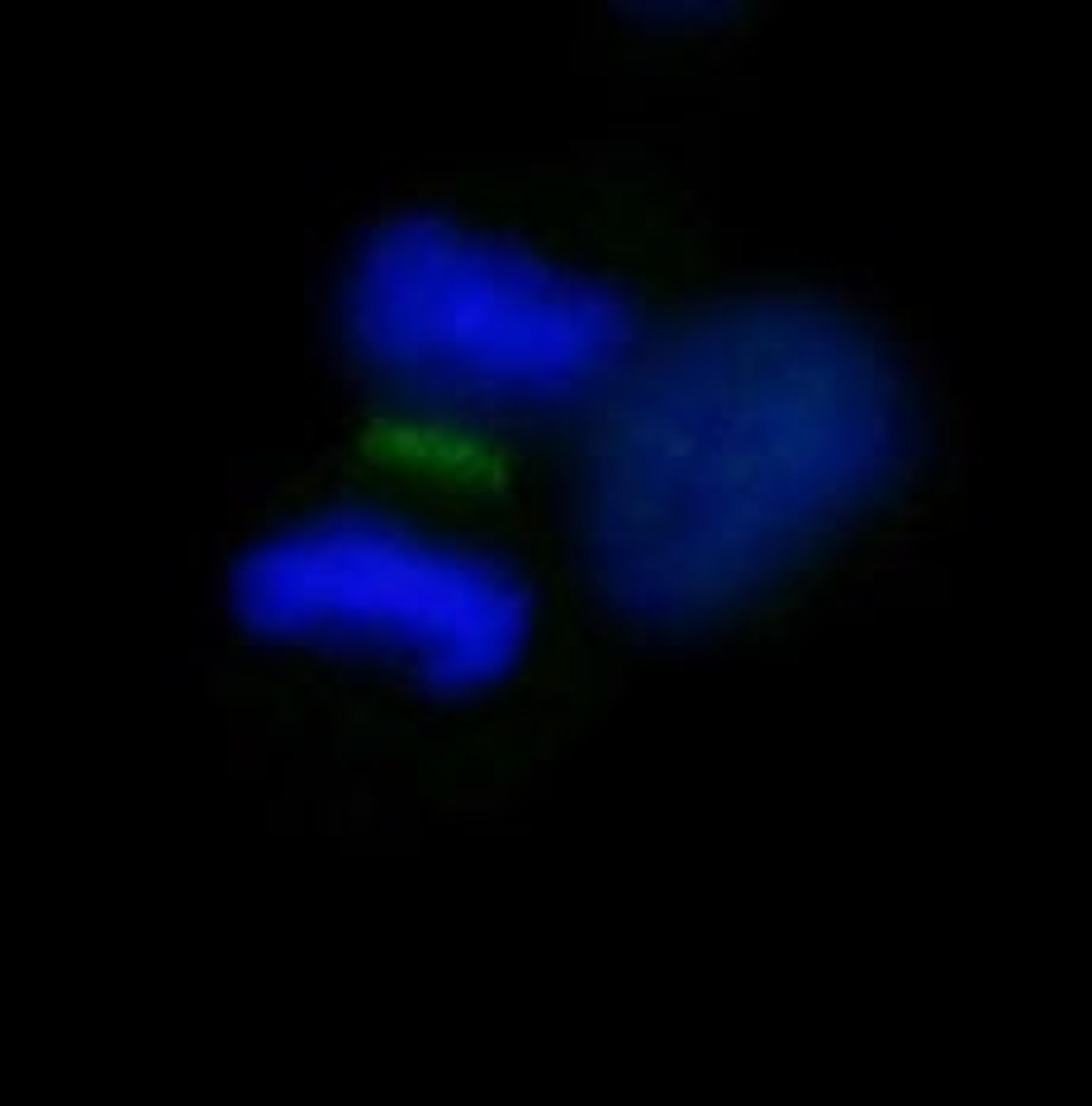 Detection of human INCENP by immunocytochemistry.