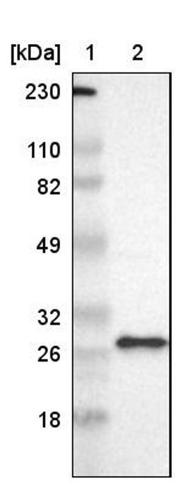 Western Blot: FADD Antibody [NBP1-81831] - Lane 1: Marker [kDa] 230, 110, 82, 49, 32, 26, 18<br/>Lane 2: Human cell line RT-4