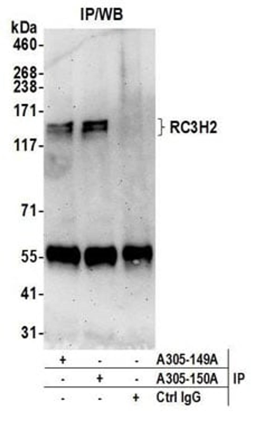 Detection of human RC3H2 by western blot of immunoprecipitates.