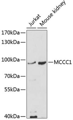 Western blot - MCCC1 antibody (A10020)