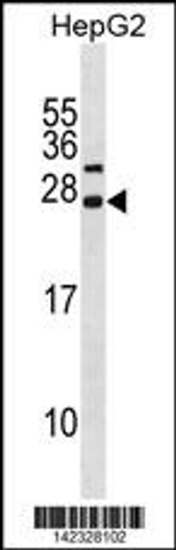 Western blot analysis in HepG2 cell line lysates (35ug/lane).