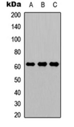 Western blot analysis of A549 (Lane 1), NS-1 (Lane 2), H9C2 (Lane 3) whole cell lysates using CD224 HC antibody