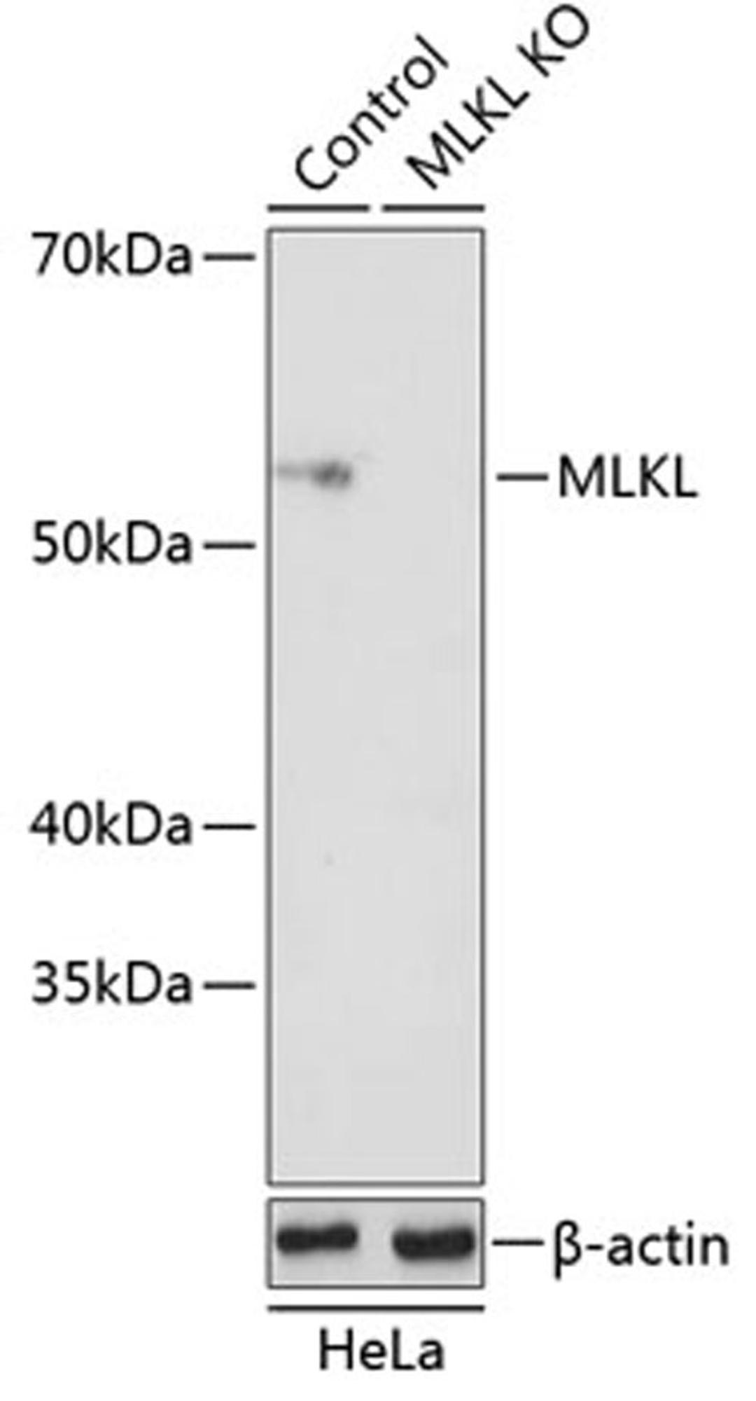 Western blot - MLKL antibody (A19685)