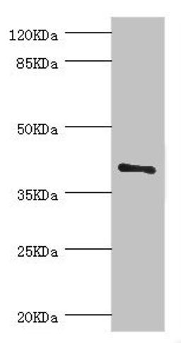 Western blot. All lanes: LEFTY2 antibody at 2ug/ml + A431 whole cell lysate. Secondary. Goat polyclonal to rabbit IgG at 1/10000 dilution. Predicted band size: 41, 38 kDa. Observed band size: 41 kDa. 
