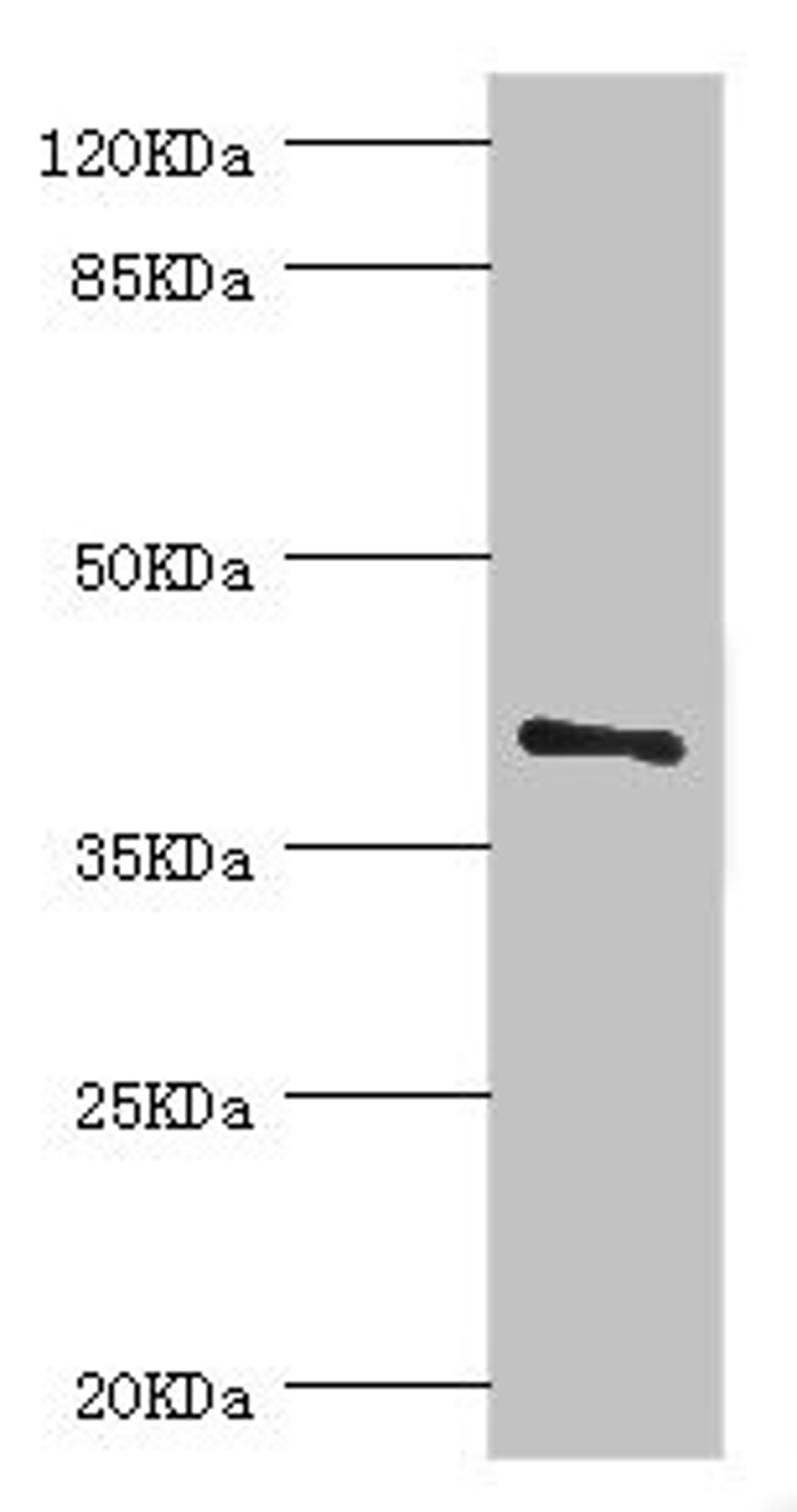 Western blot. All lanes: LEFTY2 antibody at 2ug/ml + A431 whole cell lysate. Secondary. Goat polyclonal to rabbit IgG at 1/10000 dilution. Predicted band size: 41, 38 kDa. Observed band size: 41 kDa. 