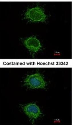 Immunocytochemistry/Immunofluorescence: Ndufs4 Antibody [NBP1-31465] - Analysis of methanol-fixed HeLa, using antibody at 1:100 dilution.