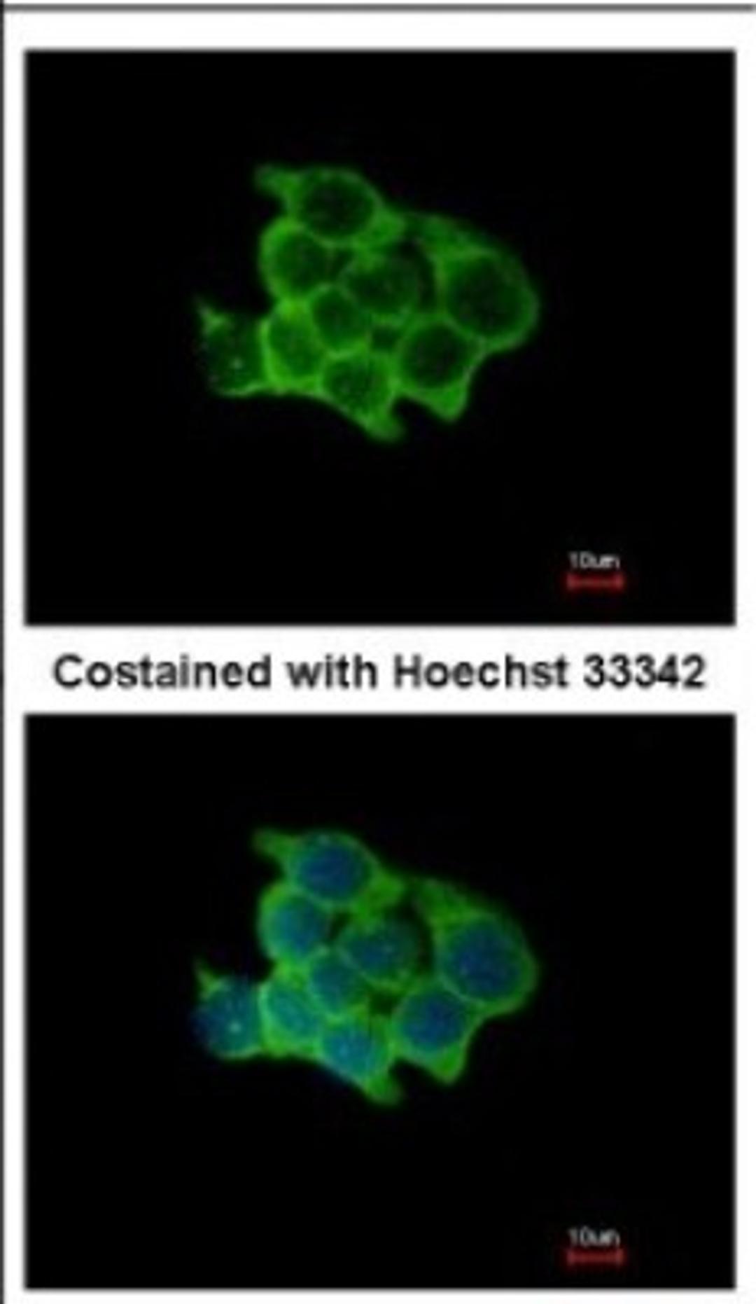 Immunocytochemistry/Immunofluorescence: POFUT1 Antibody [NBP2-19882] - Immunofluorescence analysis of methanol-fixed HCT116, using antibody at 1:500 dilution.