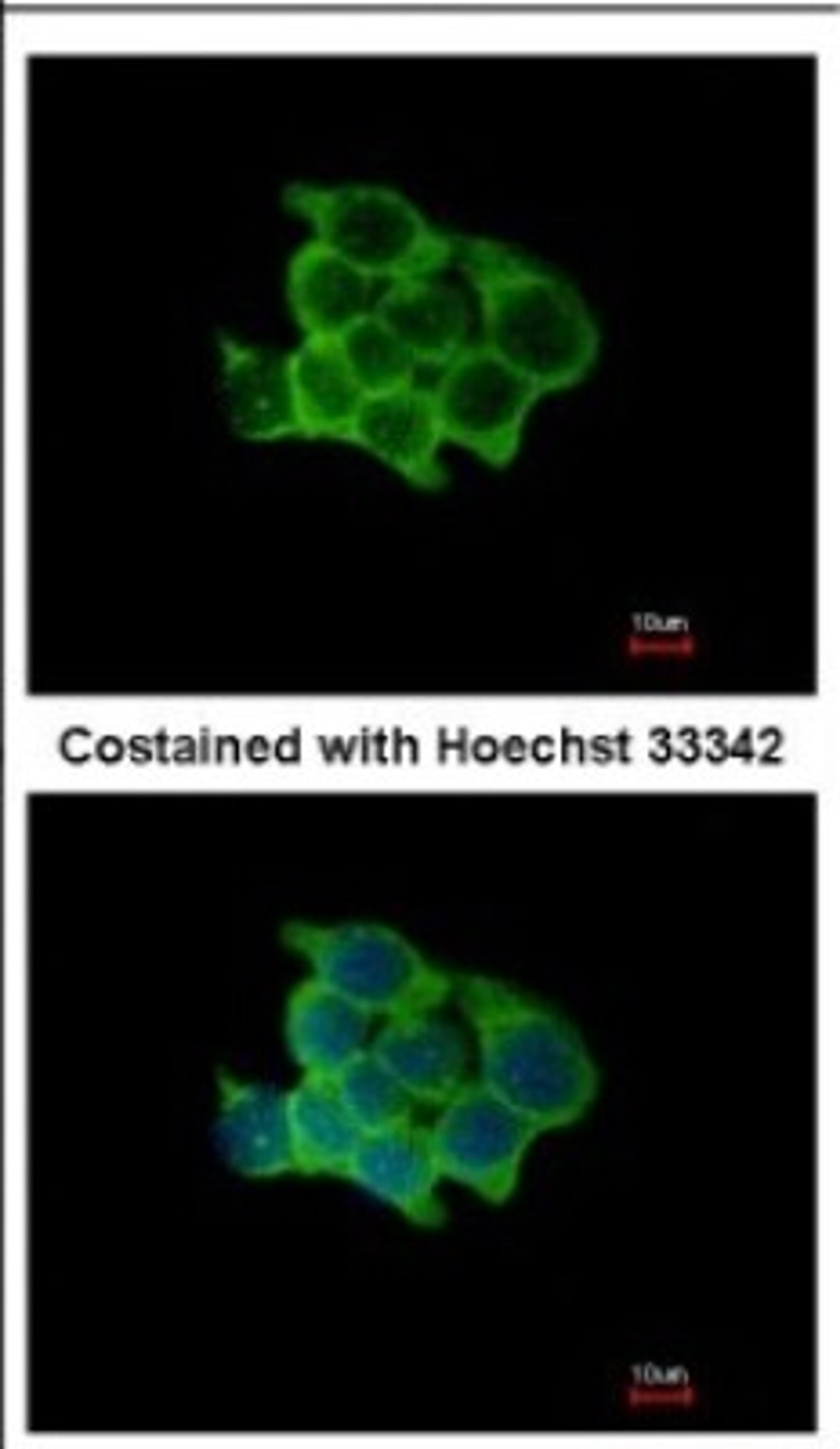 Immunocytochemistry/Immunofluorescence: POFUT1 Antibody [NBP2-19882] - Immunofluorescence analysis of methanol-fixed HCT116, using antibody at 1:500 dilution.