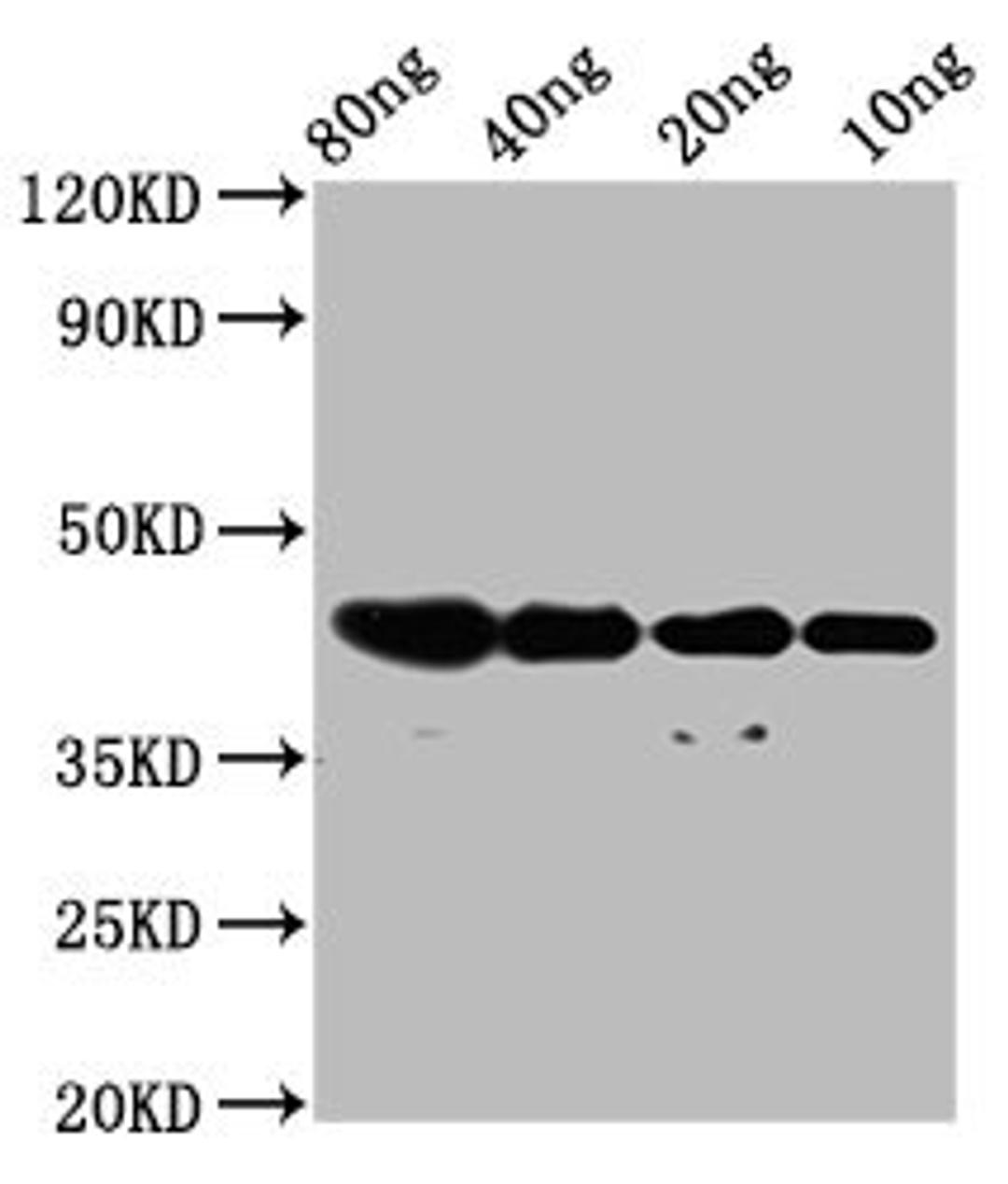 Western Blot. Positive WB detected in Recombinant protein. All lanes: dye antibody at 2.8µg/ml. Secondary. Goat polyclonal to rabbit IgG at 1/50000 dilution. Predicted band size: 42 kDa. Observed band size: 42 kDa