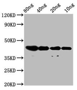 Western Blot. Positive WB detected in Recombinant protein. All lanes: dye antibody at 2.8µg/ml. Secondary. Goat polyclonal to rabbit IgG at 1/50000 dilution. Predicted band size: 42 kDa. Observed band size: 42 kDa