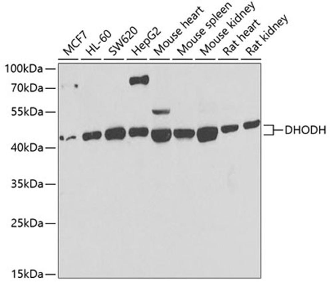 Western blot - DHODH antibody (A6899)