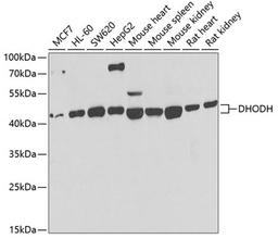 Western blot - DHODH antibody (A6899)