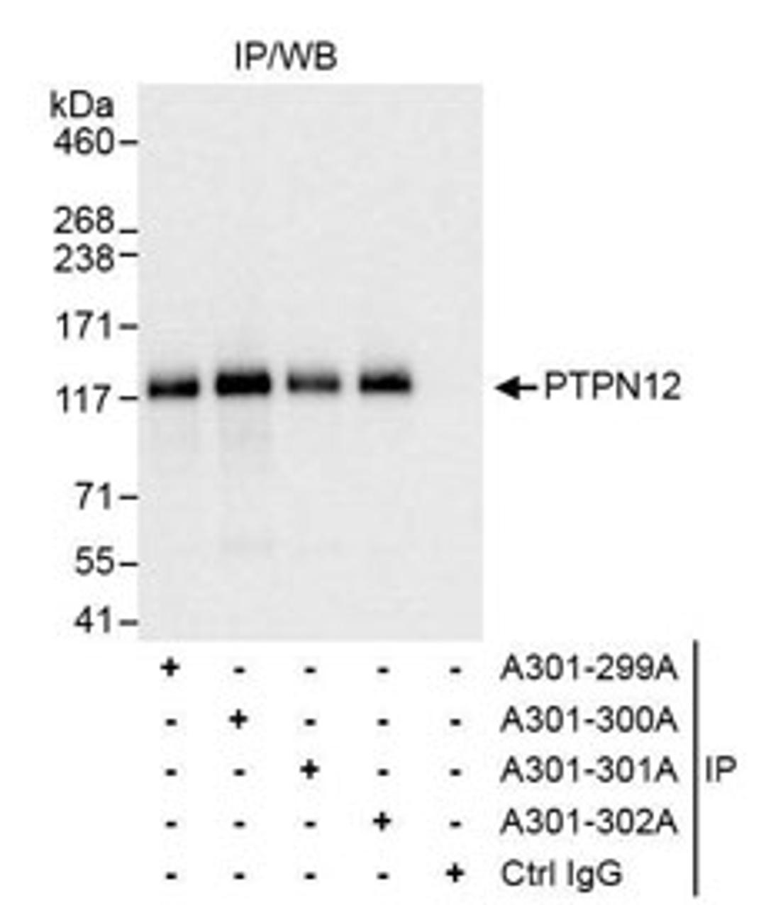 Detection of human PTPN12T by western blot of immunoprecipitation.