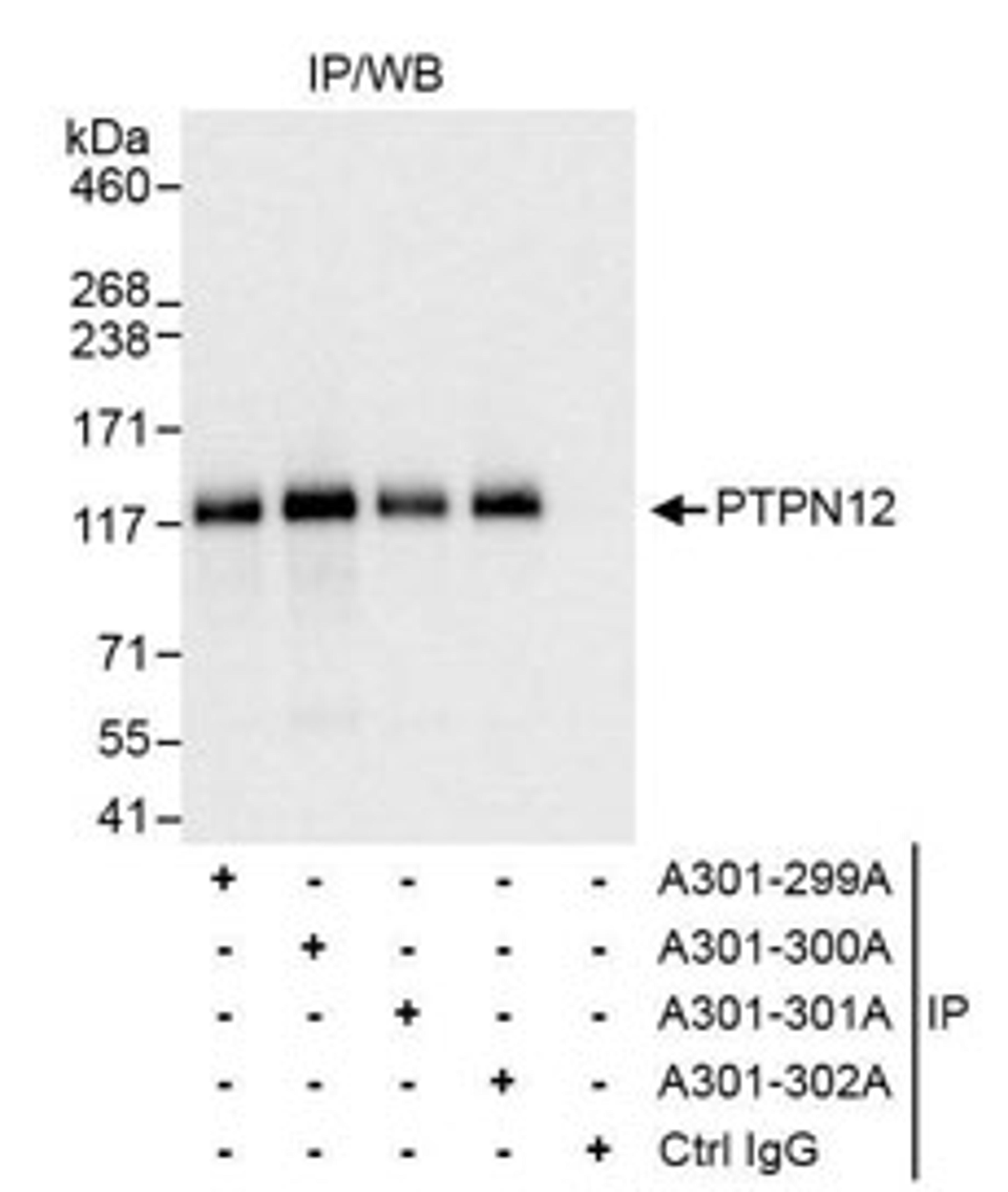 Detection of human PTPN12T by western blot of immunoprecipitation.