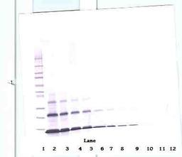 To detect hPTHrP by Western Blot analysis this antibody can be used at a concentration of 0.1 - 0.2 ug/ml. Used in conjunction with compatible secondary reagents the detection limit for recombinant hPTHrP is 1.5 - 3.0 ng/lane, under either reducing or non