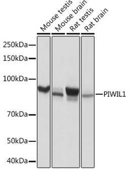 Western blot - PIWIL1 Rabbit mAb (A3490)