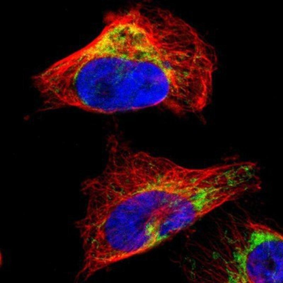 Immunocytochemistry/Immunofluorescence: LETM1 Antibody [NBP1-89556] - Staining of human cell line U-251MG shows positivity in mitochondria.