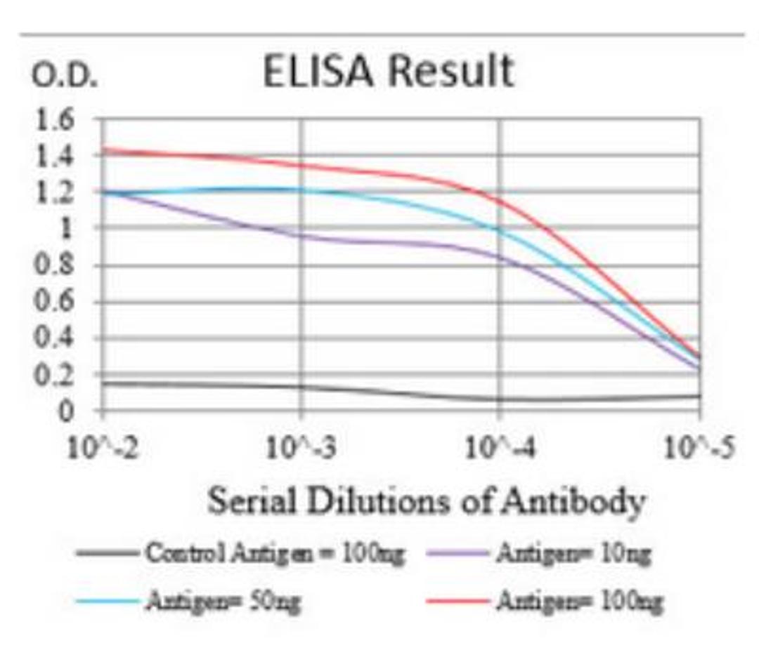 ELISA: NBS1 Antibody (7E4A2) [NBP2-26297]