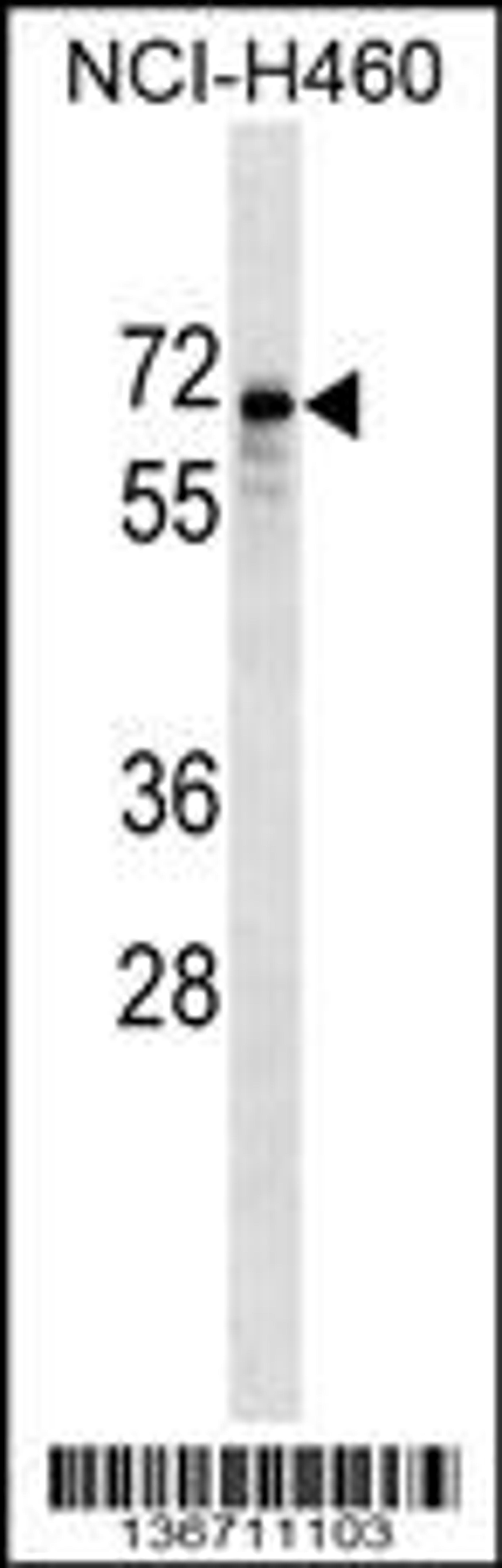 Western blot analysis in NCI-H460 cell line lysates (35ug/lane).