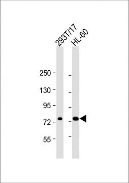 Western Blot at 1:2000 dilution Lane 1: 293T/17 whole cell lysate Lane 2: HL-60 whole cell lysate Lysates/proteins at 20 ug per lane.