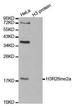 Western blot analysis of extracts of HeLa cell line and H3 protein expressed in E.coli using Histone Histone H3R26me2a antibody