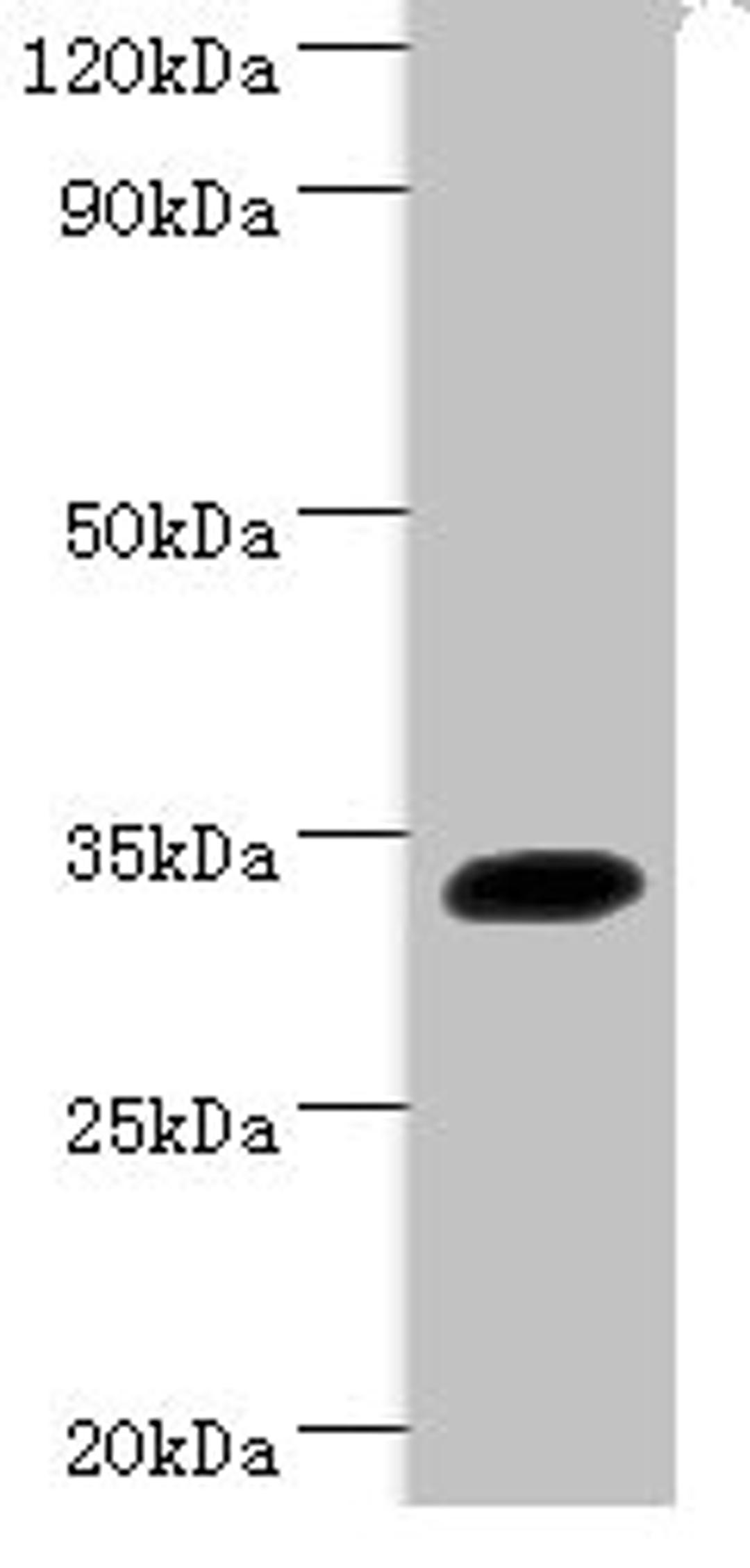 Western blot. All lanes: Transcription factor SOX-2 antibody at 2ug/ml + Mouse kidney tissue. Secondary. Goat polyclonal to rabbit IgG at 1/15000 dilution. Predicted band size: 34 kDa. Observed band size: 34 kDa.