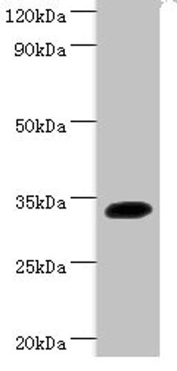 Western blot. All lanes: Transcription factor SOX-2 antibody at 2ug/ml + Mouse kidney tissue. Secondary. Goat polyclonal to rabbit IgG at 1/15000 dilution. Predicted band size: 34 kDa. Observed band size: 34 kDa.