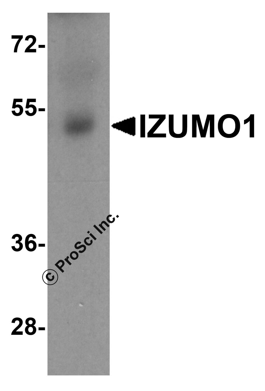Western blot analysis of IZUMO1 in human testis tissue lysate with IZUMO1 antibody at 1 μg/ml.